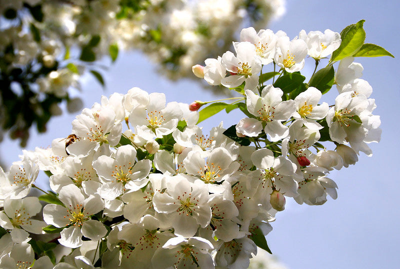 Malus spp./ Crabapple 'Solon Hotel'