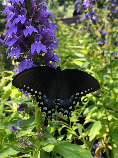 Lobelia siphilitica / Blue Lobelia