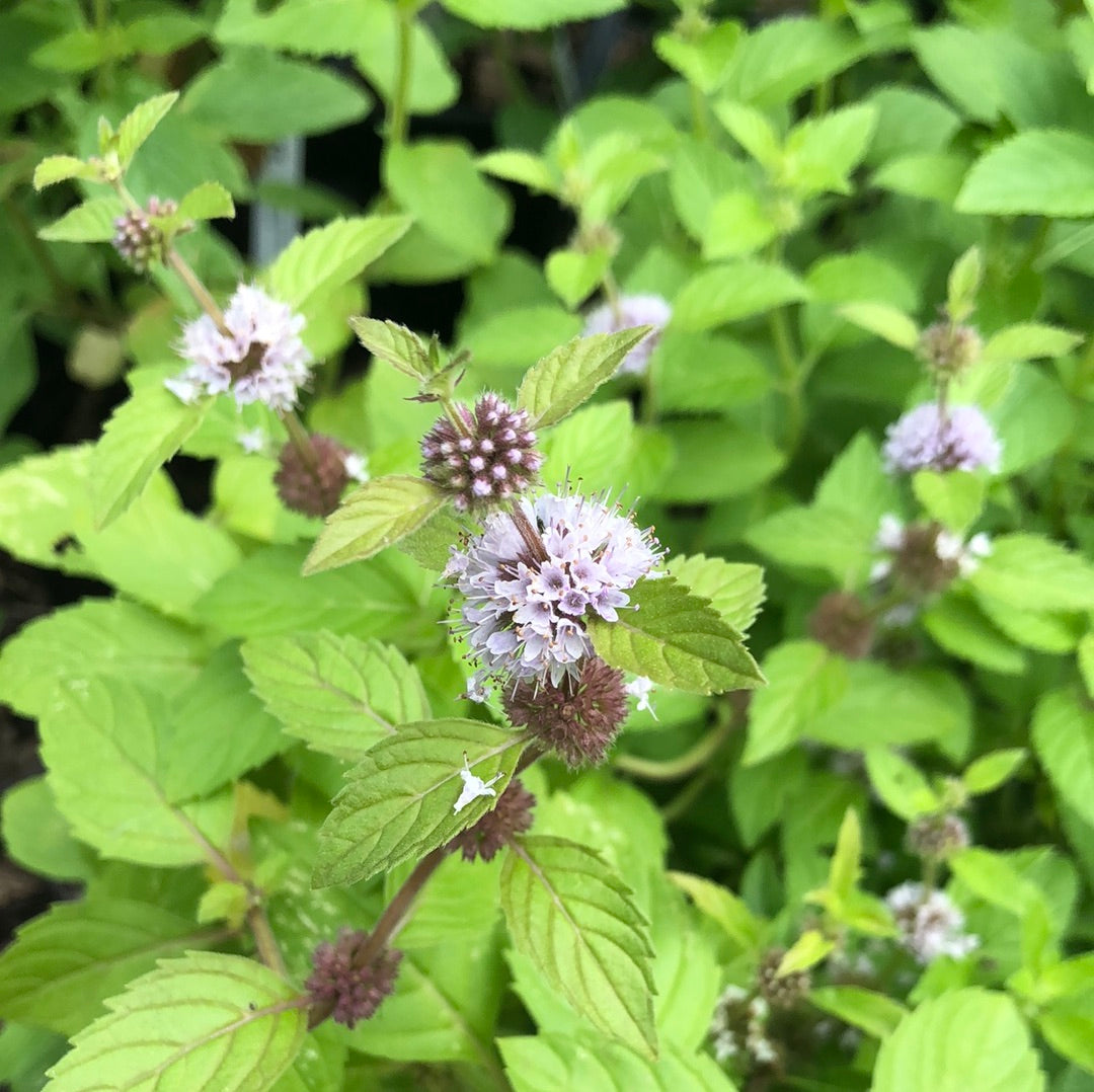 Mentha arvensis / Wild Mint