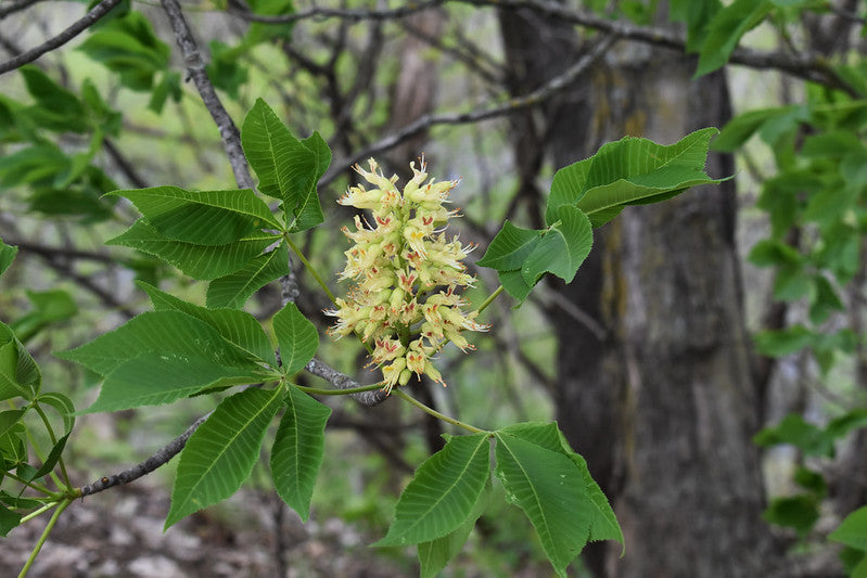 Aesculus glabra / Ohio Buckeye