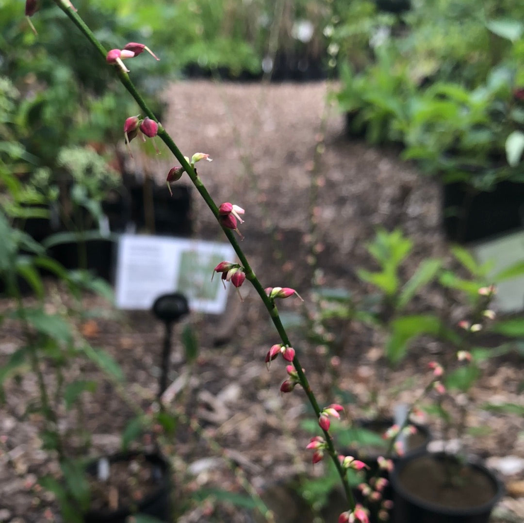 Persicaria virginiana / Virginia Jumpseed