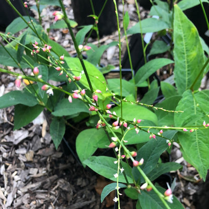 Persicaria virginiana / Virginia Jumpseed