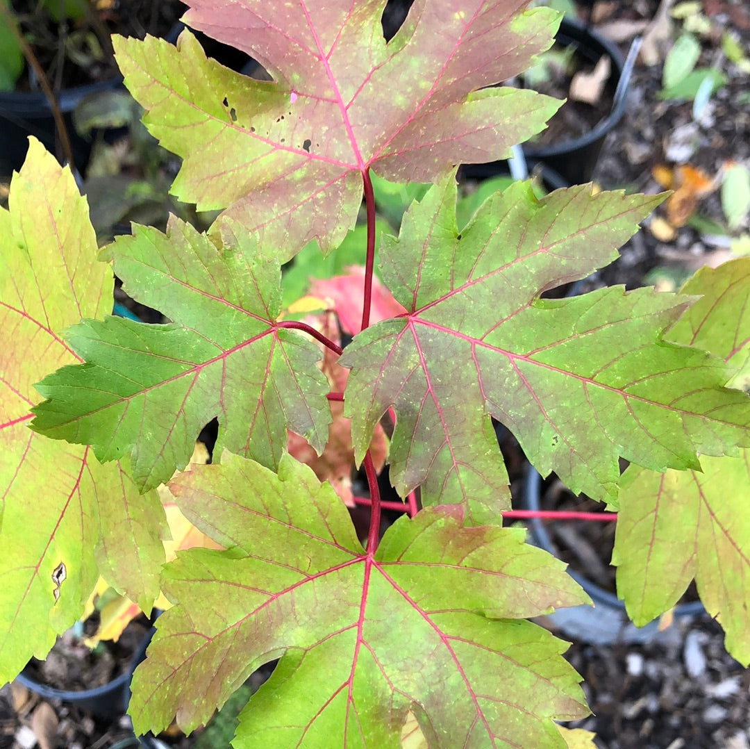 Acer sp / Mystery Maple