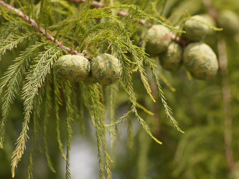 Taxodium distichum / Bald cypress