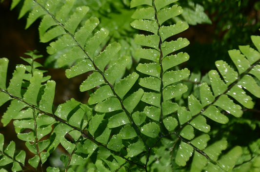 Adiantum pedatum / Maidenhair Fern