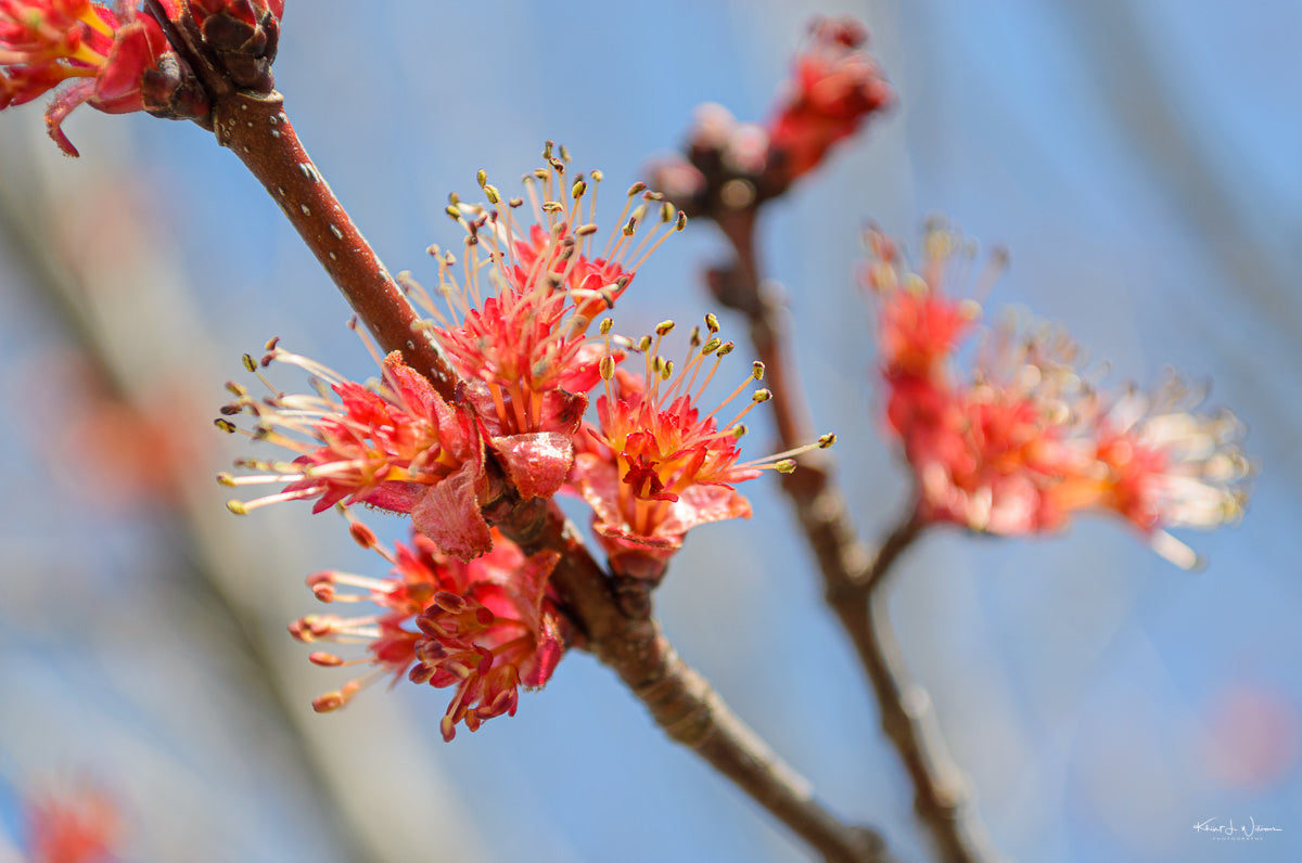 Acer rubrum / Red Maple