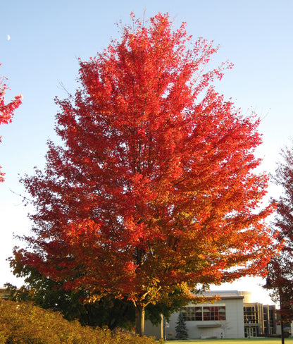 Acer rubrum / Red Maple