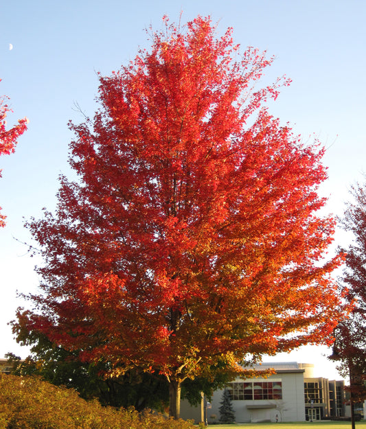 Acer rubrum / Red Maple