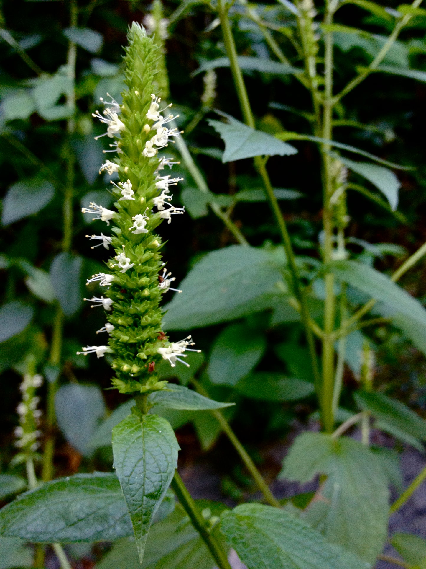 Agastache nepetoides / Yellow Giant Hyssop