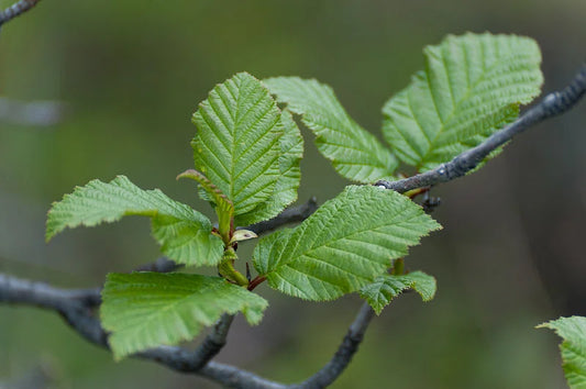 Alnus serrulata / Smooth Alder