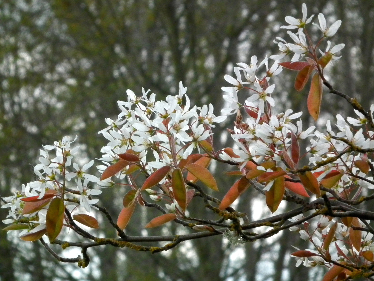 Amelanchier x grandiflora / Apple Serviceberry 'Autumn Brilliance'