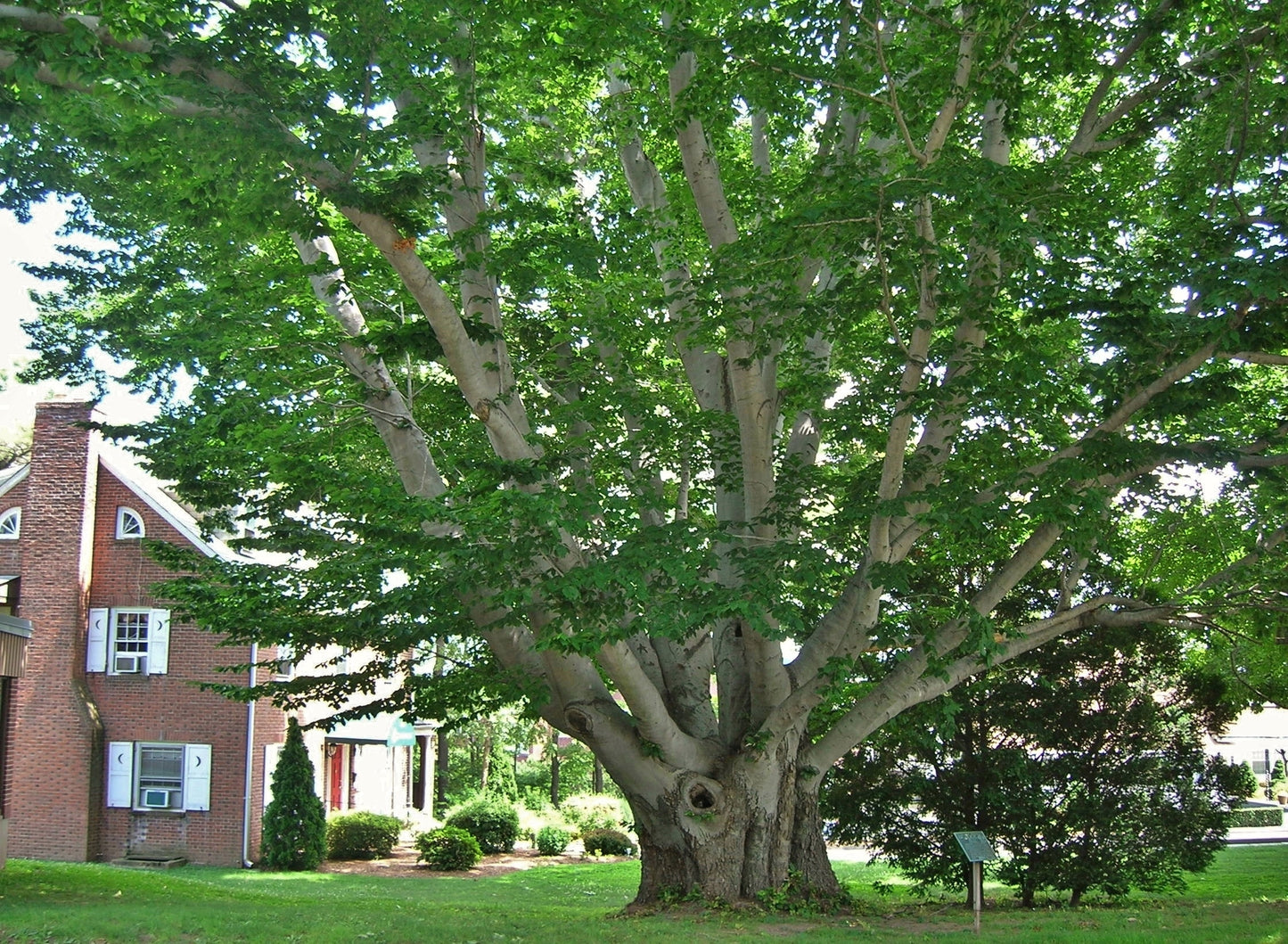 Fagus grandifolia / American Beech