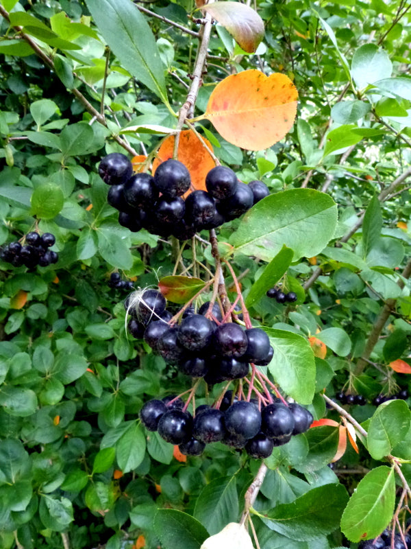Aronia melanocarpa / Black Chokeberry 'Viking Black'