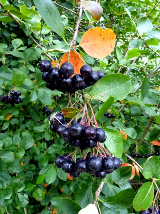Aronia melanocarpa 'Viking' / Black Chokeberry