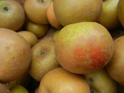 Malus domestica / Mystery Apple