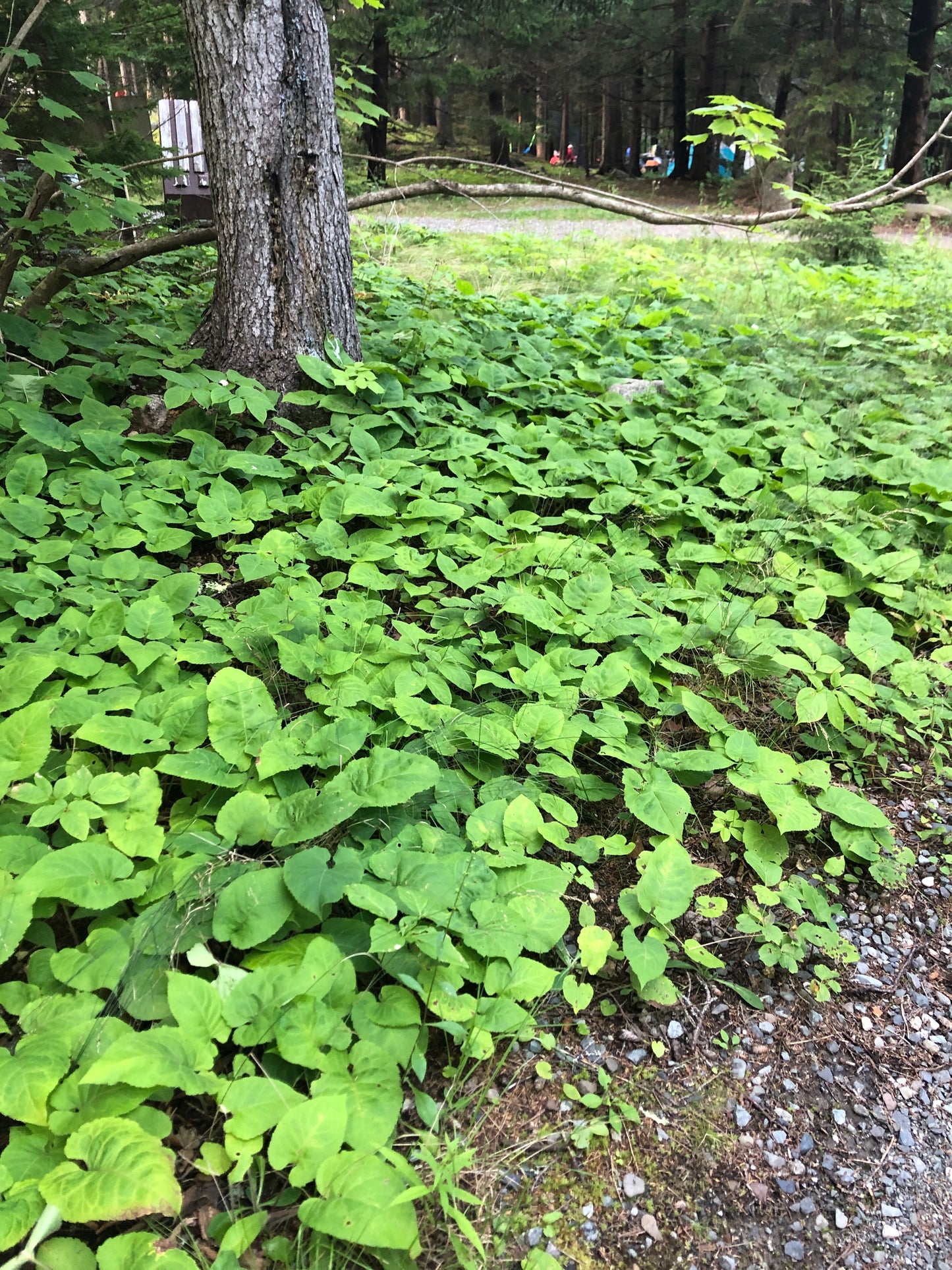 Eurybia macrophylla / Bigleaf Aster