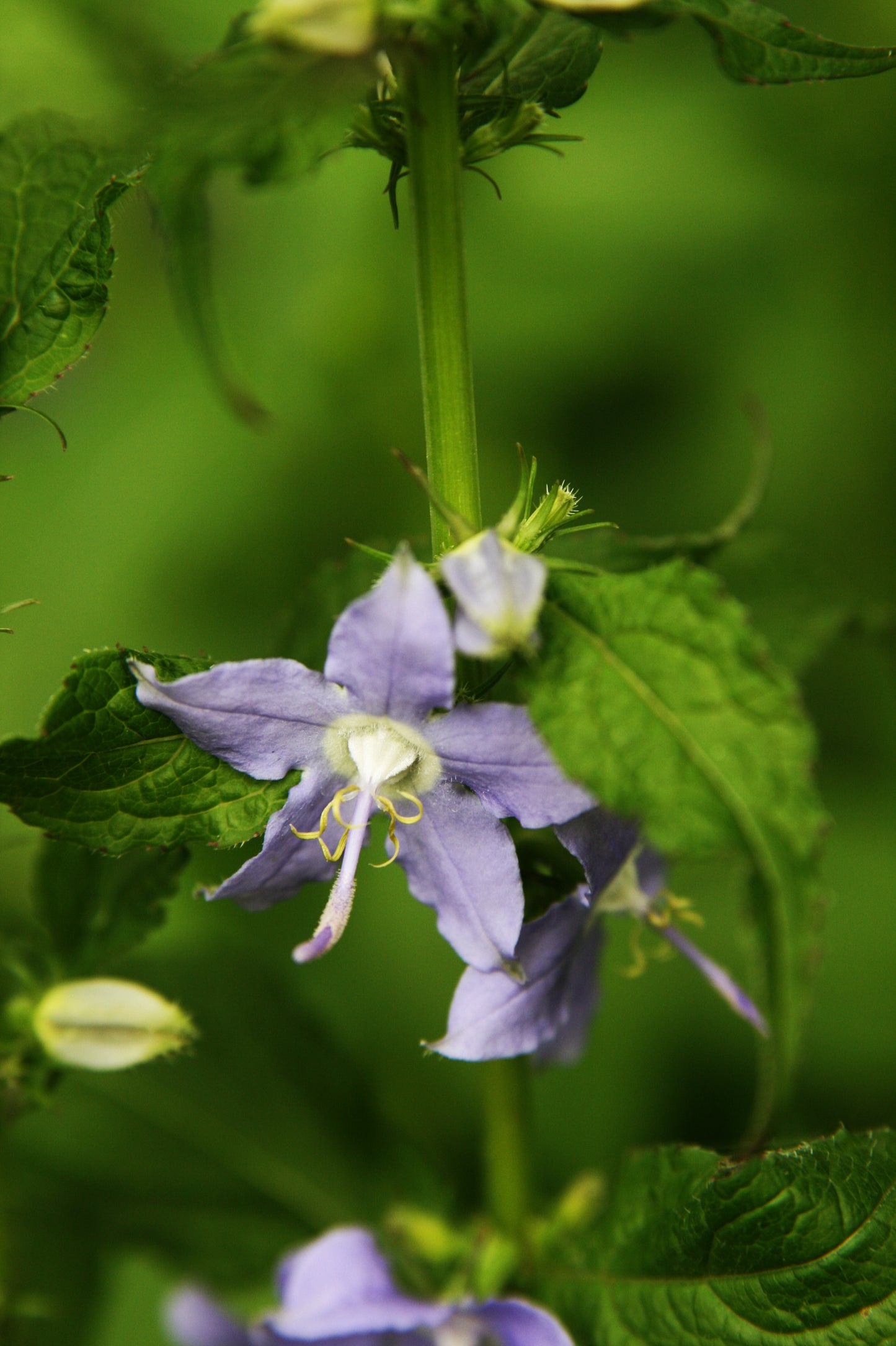 Campanulastrum americanum / American Bellflower