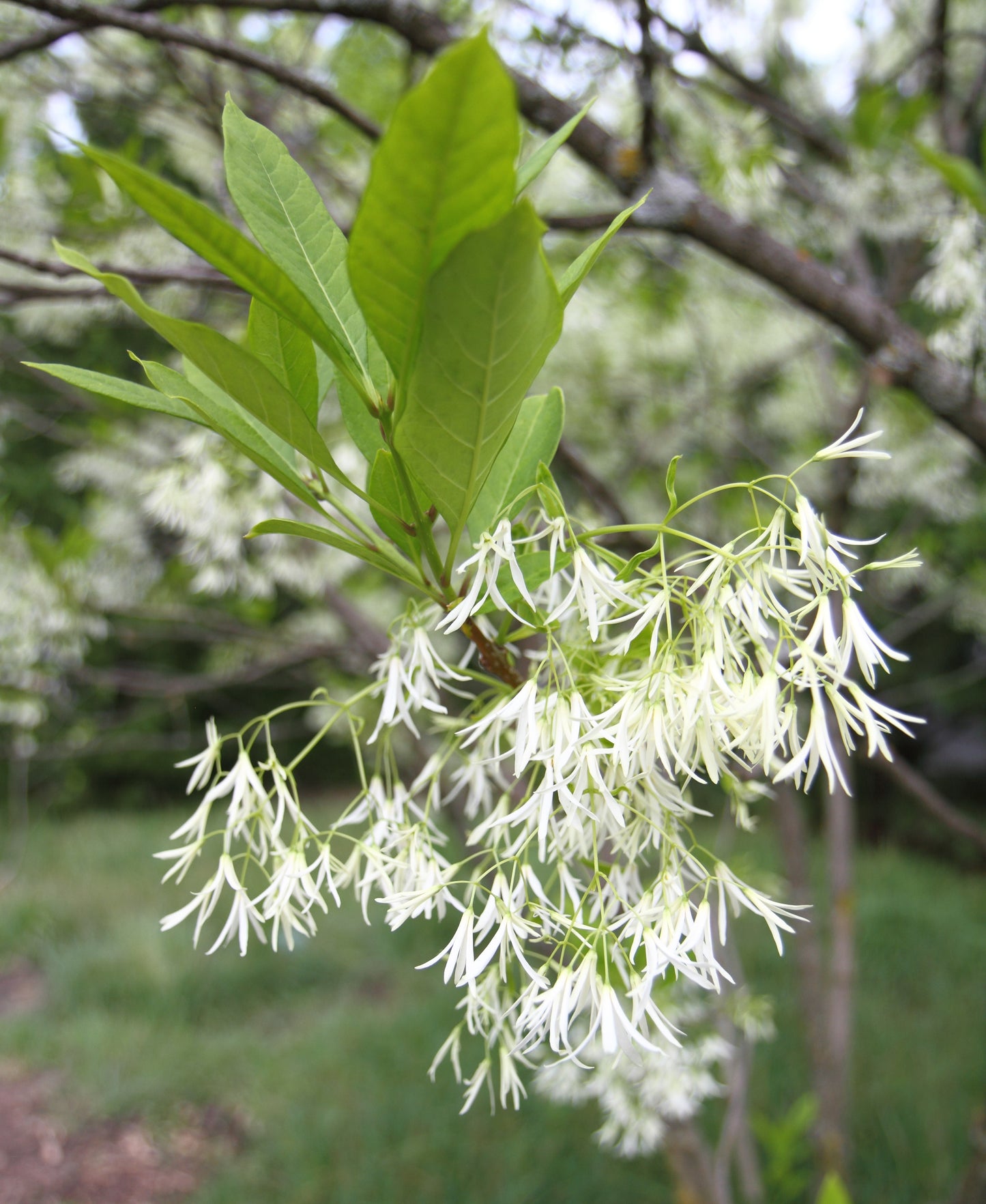 Chionanthus virginicus / Fringetree