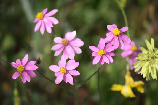 Coreopsis rosea / Pink Tickseed