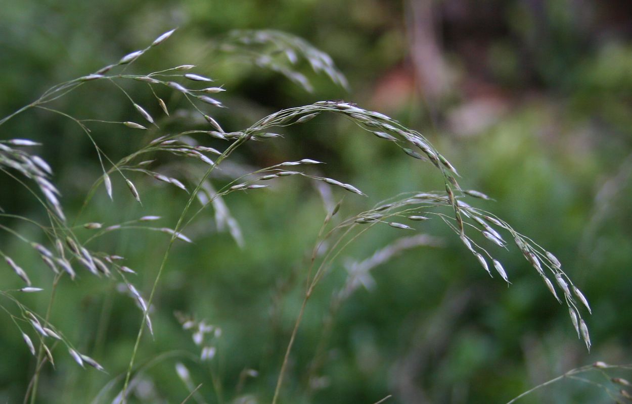 Deschampsia flexuosa / Crinkled Hairgrass