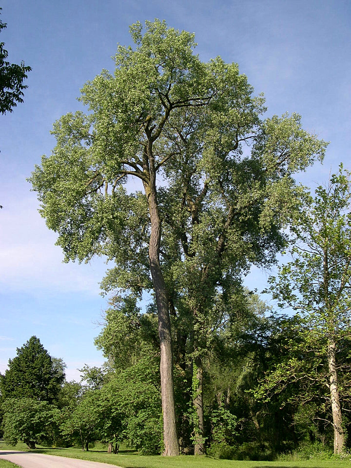 Populus sp / Mystery Poplar