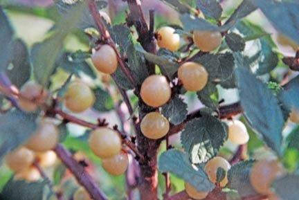 Prunus tomentosa / 'Jules' White Nanking Cherry