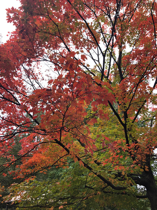 Acer rubrum / Red Maple "October Glory"