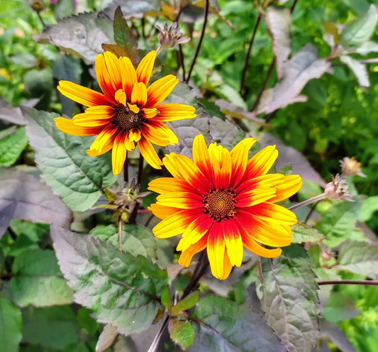 Heliopsis helianthoides var. scabra / Ox-eye Sunflower 'Burning Hearts'