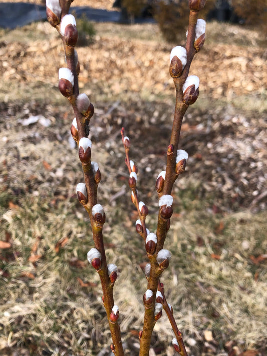 Salix bebbiana / Bebb's Willow