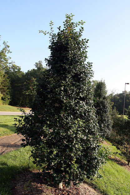 Ilex opaca / American Holly (male)