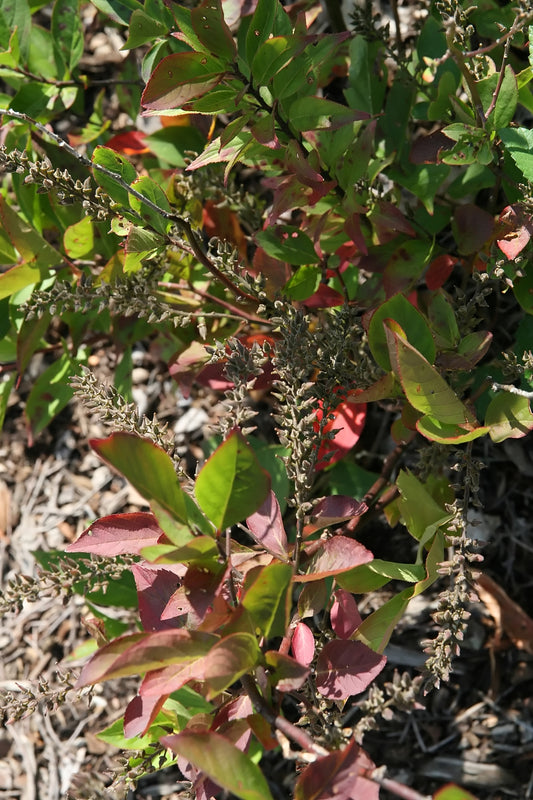 Photo of the leaves of a shrub that is changing color with fall from green to red