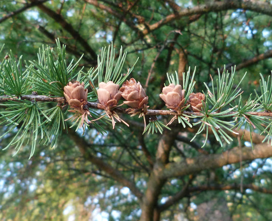 Larix laricina / Tamarack