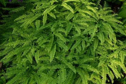 Adiantum pedatum / Maidenhair Fern