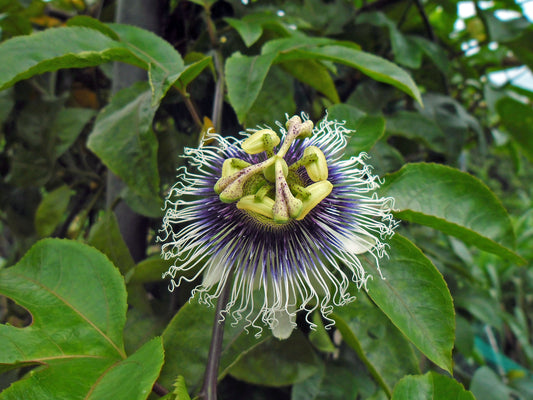 Passiflora edulis / 'Possum Purple' Passion Flower