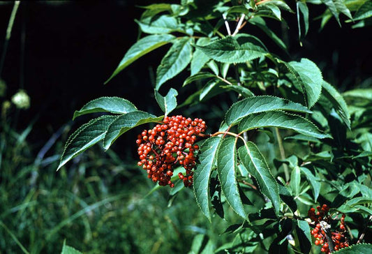 Sambucus racemosa / Red Elderberry