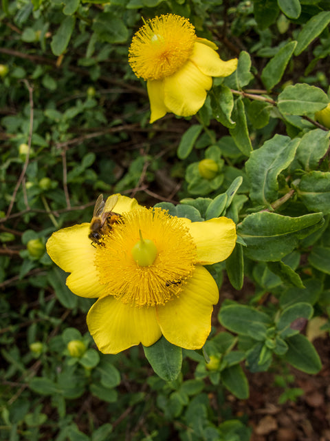 Hypericum frondosum 'Sunburst' / St. John's Wort