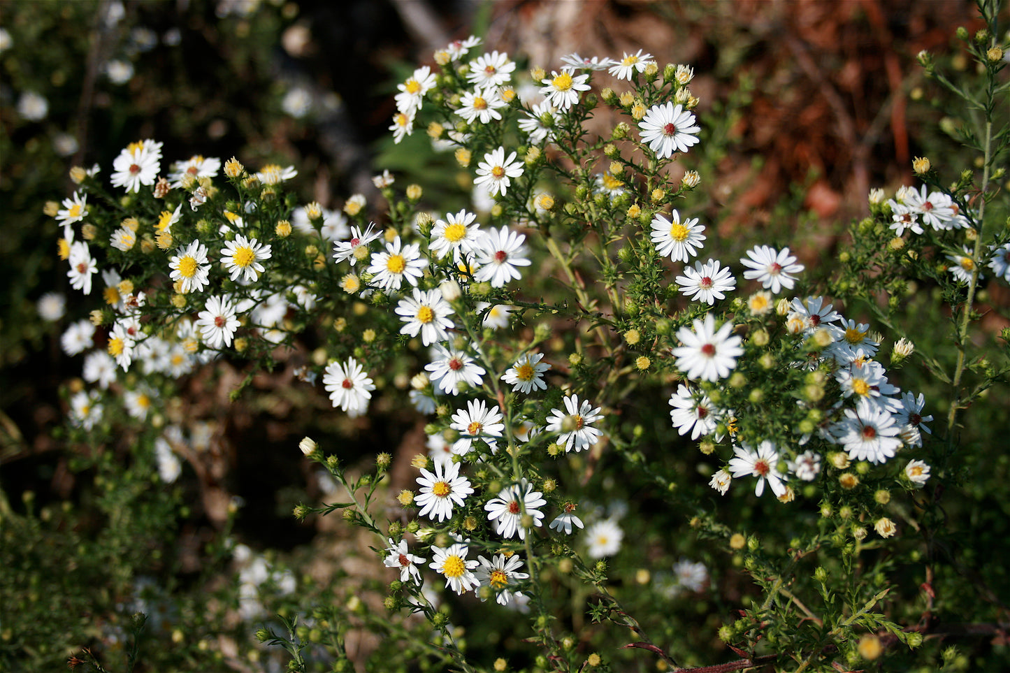 Aster ericoides / Heath Aster 'Snow Flurry'