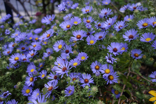 DRAGONFLY - Symphyotrichum oblongifolium / Aromatic Aster