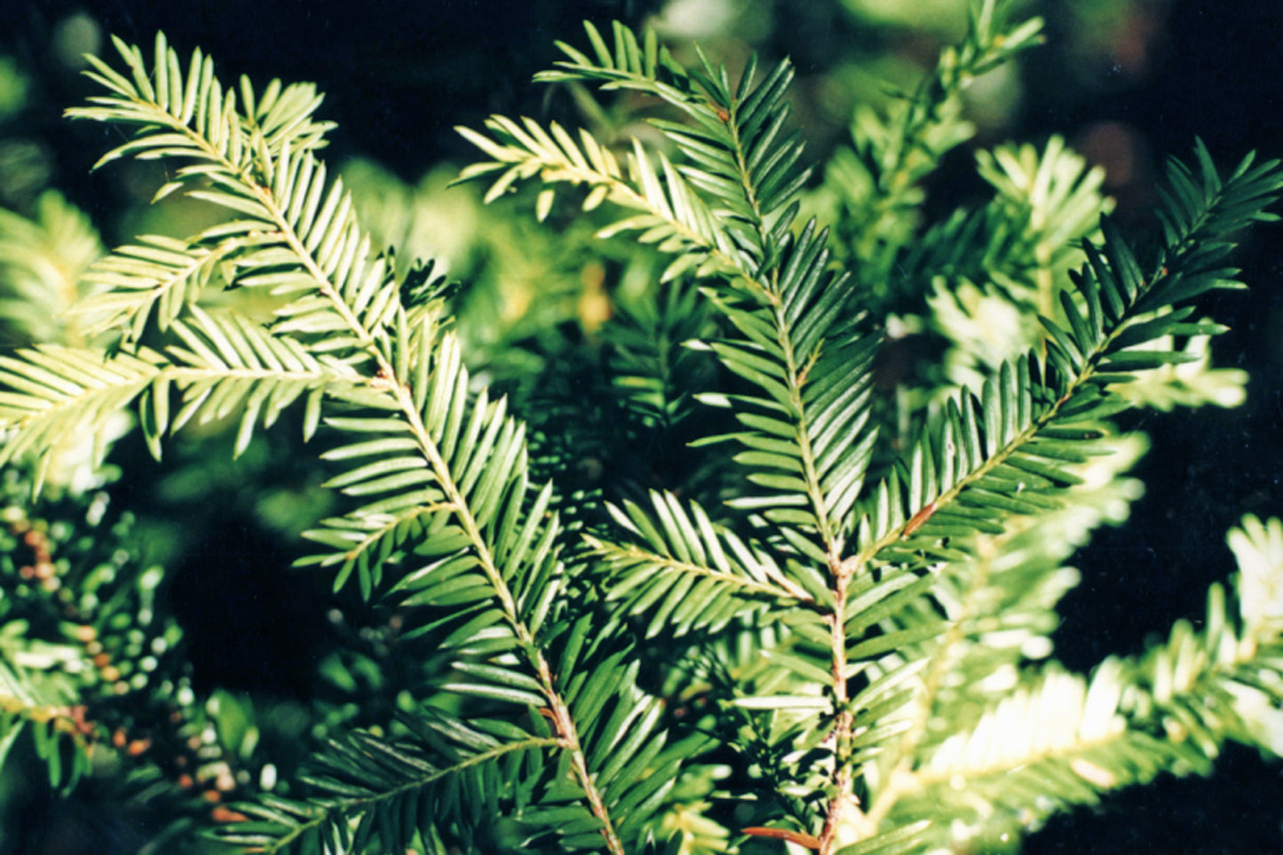 Taxus canadensis / Canada Yew