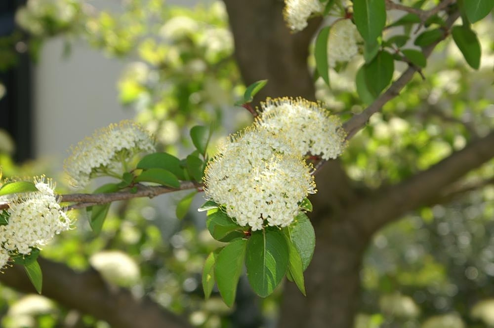 Viburnum prunifolium / Blackhaw Viburnum