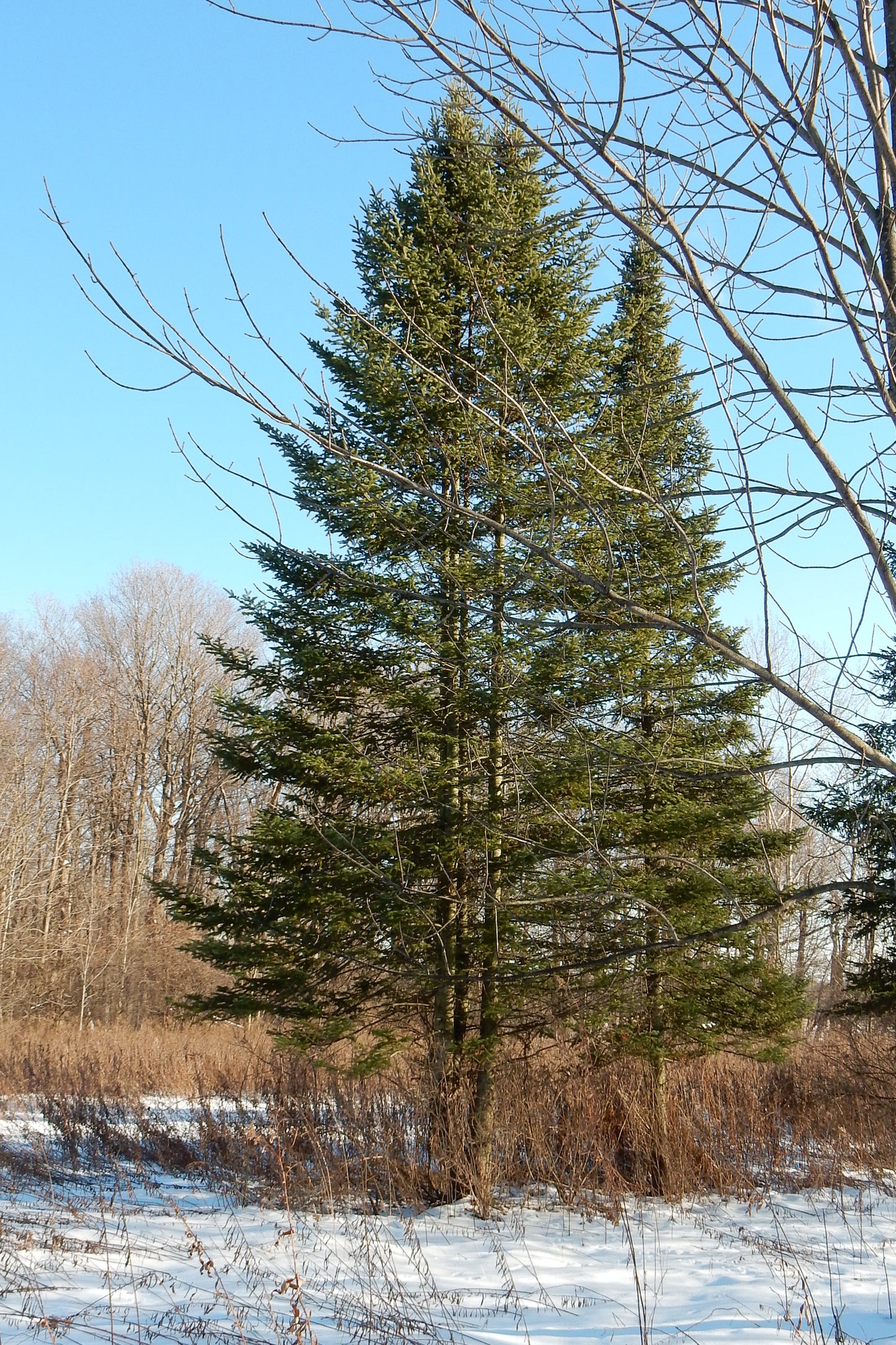 Abies balsamea / Balsam Fir