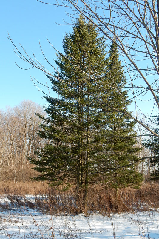 Abies balsamea / Balsam Fir