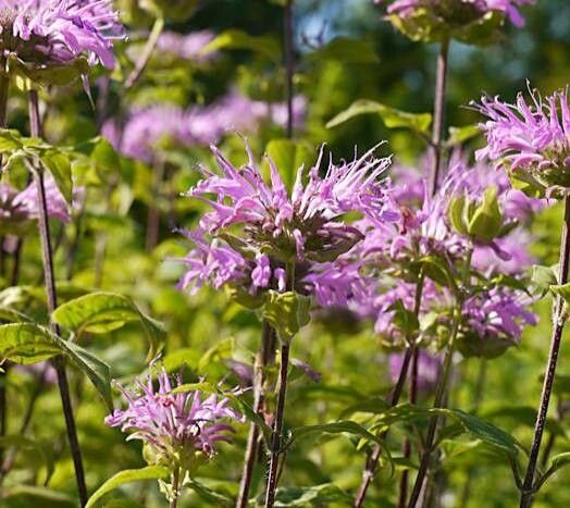 Monarda media / Purple Bergamot