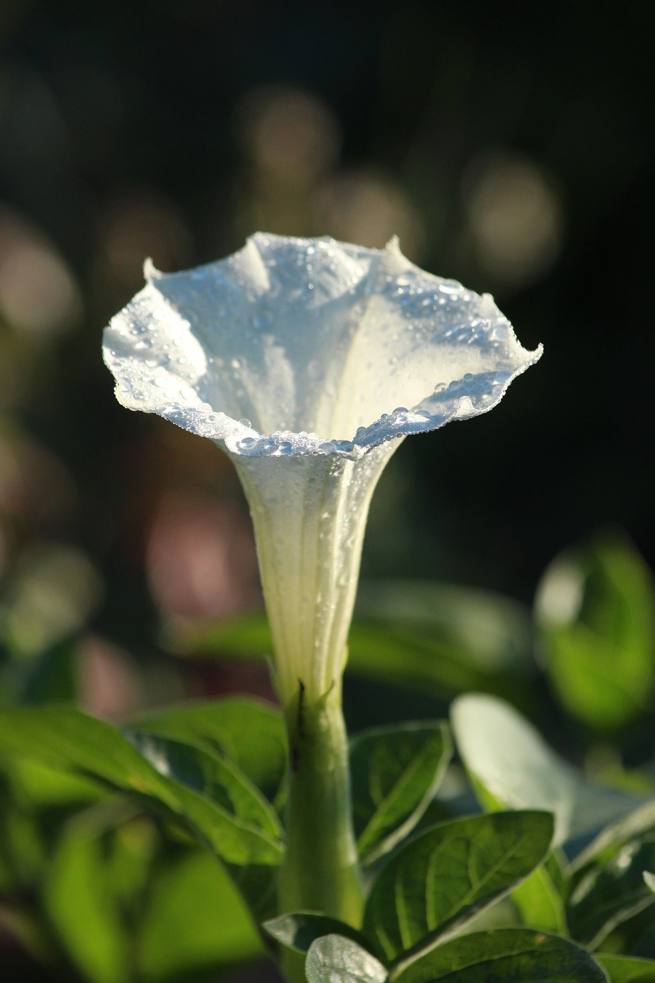 Datura metel / Angel's Trumpet