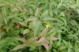 Diervilla lonicera / Northern Bush Honeysuckle