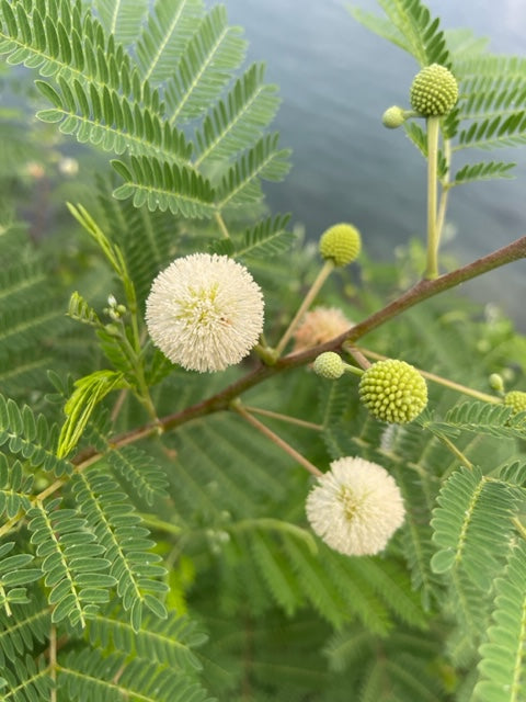 Desmanthus illinoensis / Illinois bundle flower