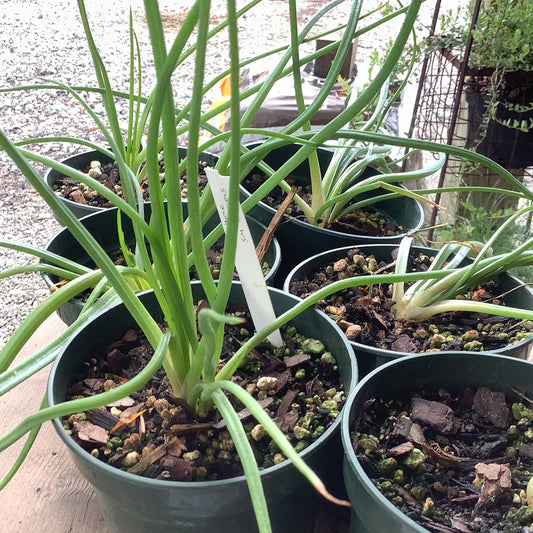Bulbine frutescens / Burn Jelly Plant