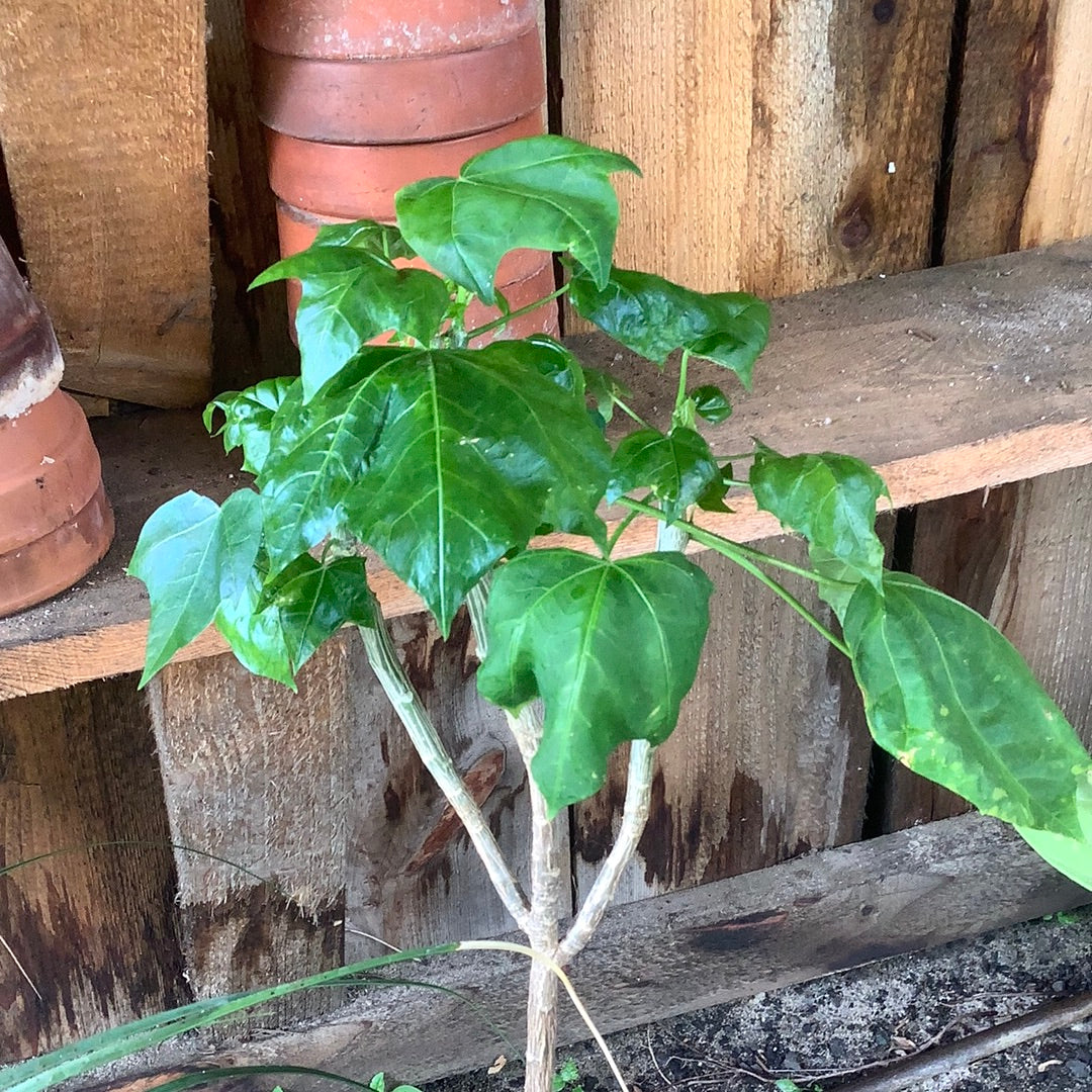 Cnidoscolus sp. / Tree Spinach