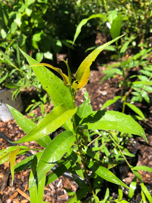 Salix amygdaloides / Peachleaf Willow