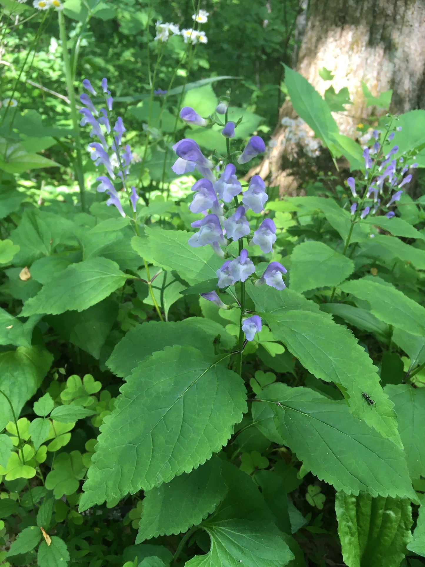 Scutellaria serrata / Showy Skullcap